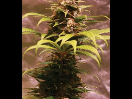 SEEDSALAD - WEDDING FRUIT FEM (USA STRAIN)