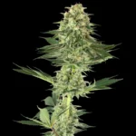 WHITE LABEL - BANANA KUSH FEM