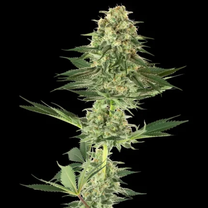WHITE LABEL - BANANA KUSH FEM