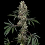 WHITE LABEL - CHEMBERRIES FEM