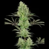 WHITE LABEL - DOUBLE BANANA KUSH FEM