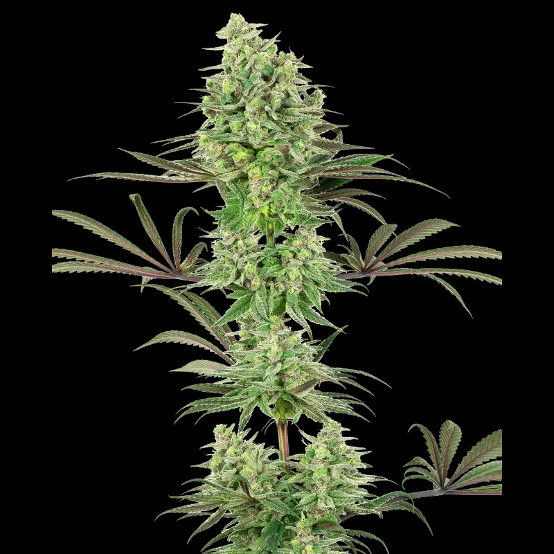 WL_double_banana_kush_fem_plant.webp WHITE LABEL - DOUBLE BANANA KUSH FEM - Image 1