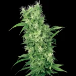 WHITE LABEL - FEMALE MIX FEM