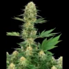 WHITE LABEL - ICE CREAM #420 FEM
