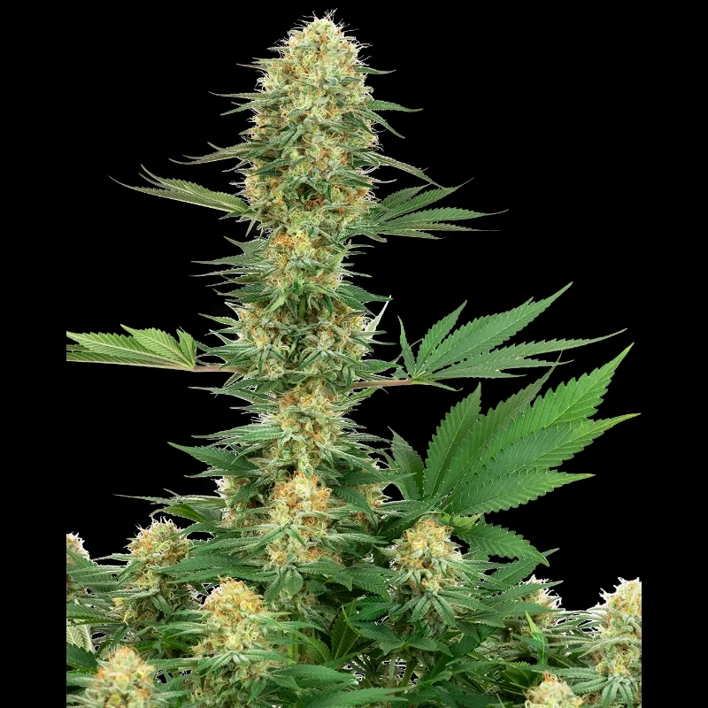 WL_gelato_420_fem_plant.webp WHITE LABEL - GELATO #420 FEM - immagine 1