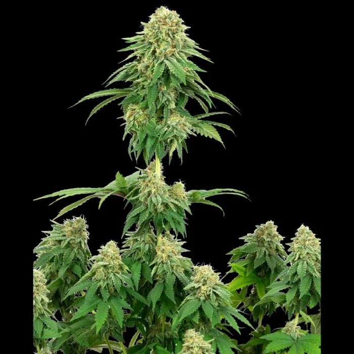 WHITE LABEL - GIRL SCOUT COOKIES FEM - immagine 1