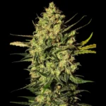 WHITE LABEL - MASTER KUSH AUTOMATIC