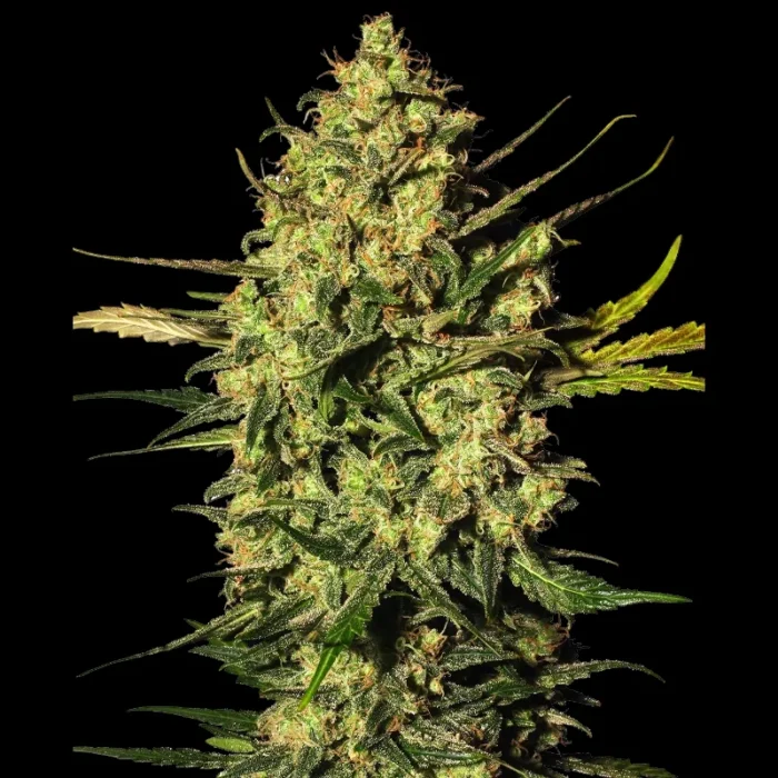 WHITE LABEL - MASTER KUSH AUTOMATIC – Bild 1