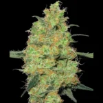 WHITE LABEL - MASTER KUSH FEM