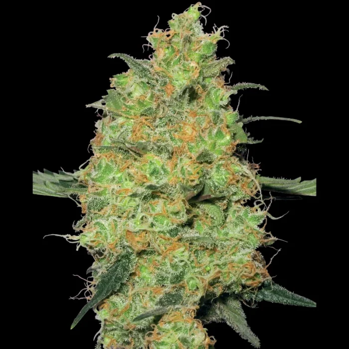 WHITE LABEL - MASTER KUSH FEM - Imagen 1