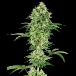 WHITE LABEL - NICOLE HINDU KUSH FEM