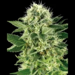 WHITE LABEL - NORTHERN LIGHTS FEM