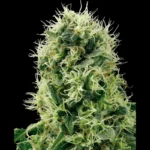 WHITE LABEL - PURE POWER PLANT FEM