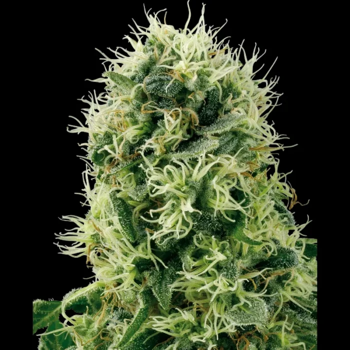 WHITE LABEL - PURE POWER PLANT FEM - Imagen 1