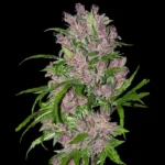 WHITE LABEL - PURPLE BUD AUTOMATIC
