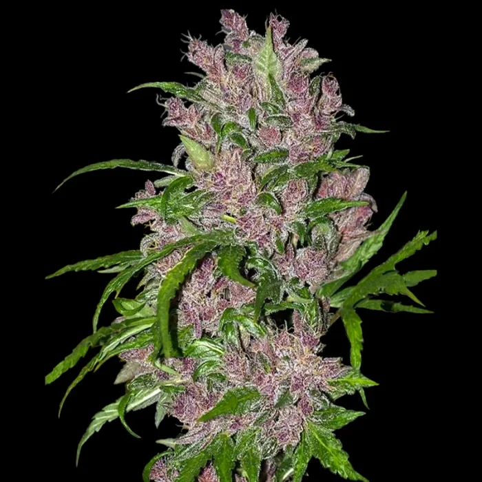 WHITE LABEL - PURPLE BUD AUTOMATIC - Imagen 1