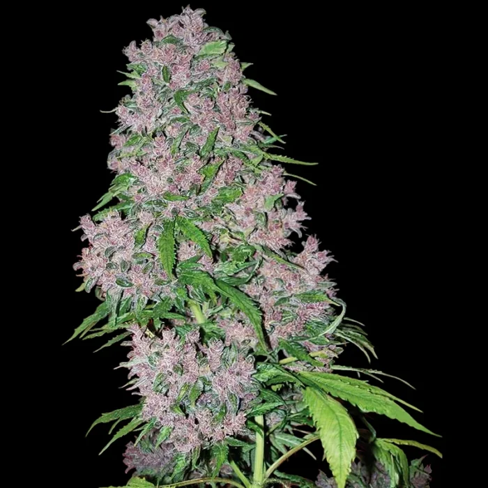 WHITE LABEL - PURPLE BUD FEM - immagine 1