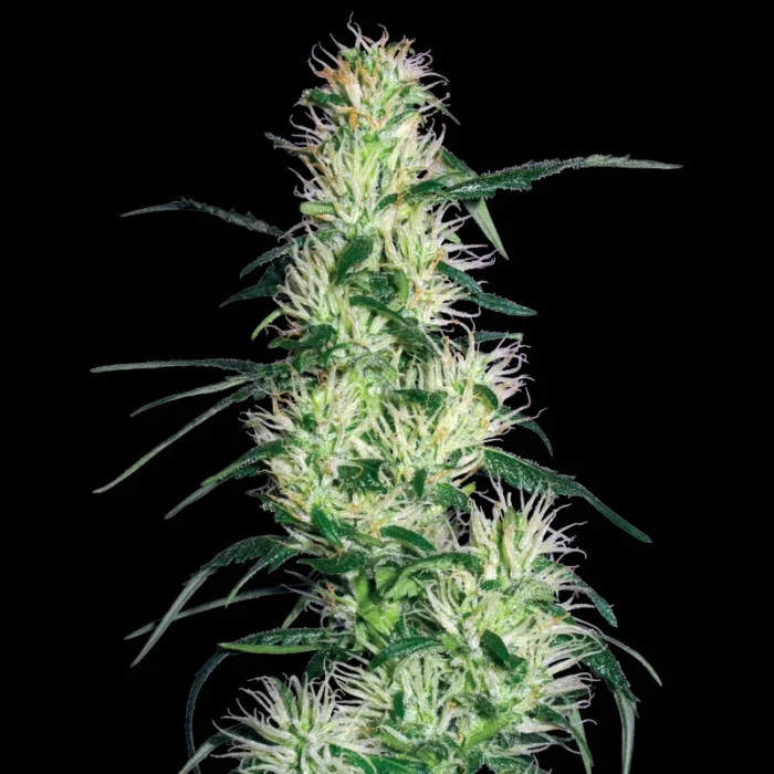 WHITE LABEL - PURPLE HAZE FEM - Imagen 1