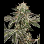 WHITE LABEL - RUNTZ AUTO FEM