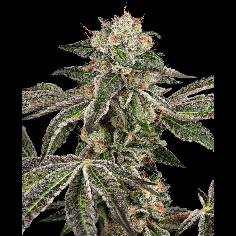 WL_runtz_auto_plant.webp MARCA BLANCA - RUNTZ AUTO FEM - Imagen 1