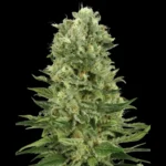 MARCA BLANCA - SKUNK #1 AUTOMATICA