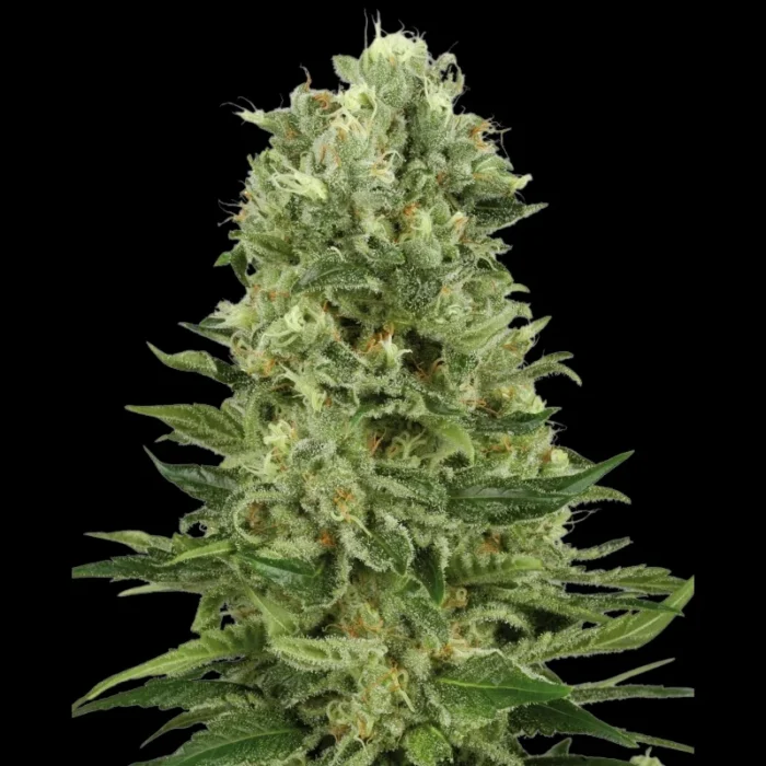 MARCA BLANCA - SKUNK #1 AUTOMATICA - Imagen 1