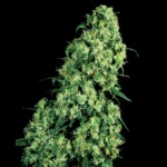 WHITE LABEL - SKUNK #1 FEM
