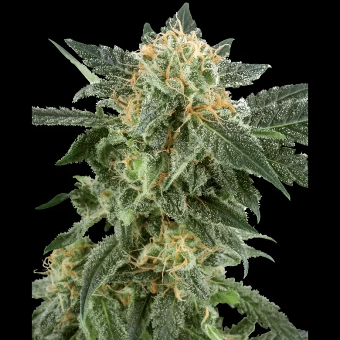 WHITE LABEL - SNOW RYDER AUTOFIOENTE – Bild 1