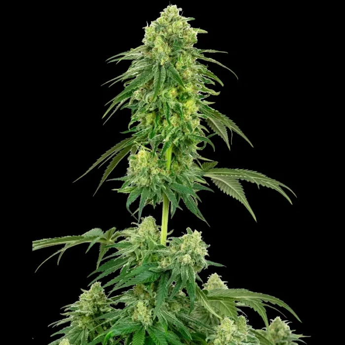 WHITE LABEL - STRAWBERRY KUSH FEM - immagine 1