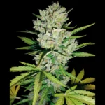 WHITE LABEL - SUPER SKUNK AUTOMATIC
