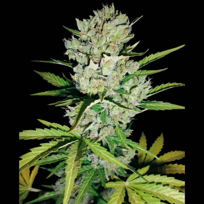 WHITE LABEL - SUPER SKUNK AUTOMATIC - immagine 1