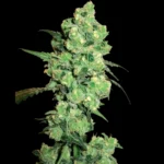 WHITE LABEL - SUPER SKUNK FEM