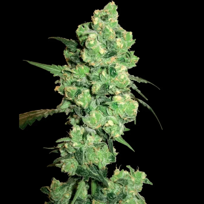 WHITE LABEL - SUPER SKUNK FEM - Imagen 1
