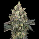 WHITE LABEL - SWEET BERRY BREEZE FEM
