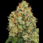WHITE LABEL - SWEET TANGERINE TANGO AUTOMATIC FEM