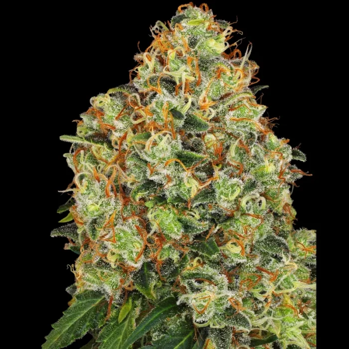 WHITE LABEL - SWEET TANGERINE TANGO AUTOMATIC FEM – Bild 1