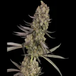 MARCA BLANCA - VLAD EL INHALADOR FEM