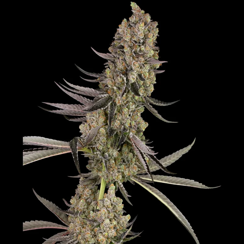 WL_vlad_the_inhaler_fem_plant.webp WHITE LABEL - VLAD THE INHALER FEM - immagine 1