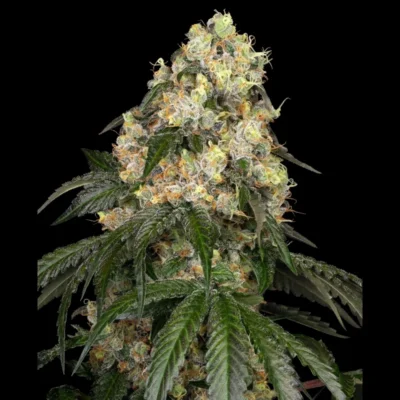 WHITE LABEL - WHITE BISCOTTI OG XXL FEM - immagine 1