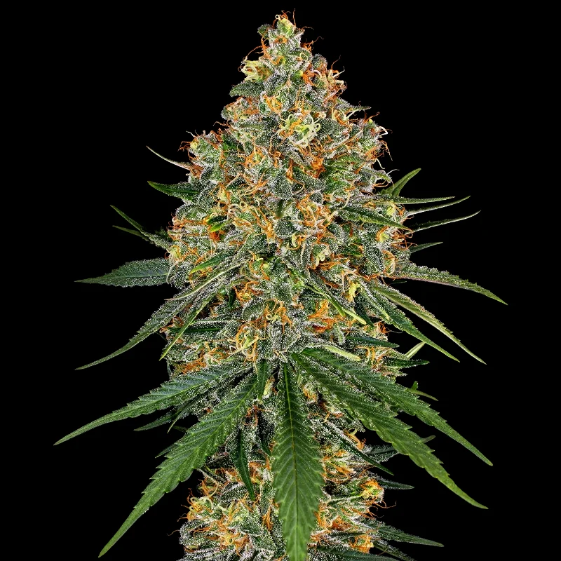 WL_white_cheese_fem_plant.webp WEISSES ETIKETT - WEISSER KÄSE FEM – Bild 1