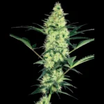 WHITE LABEL - WHITE DIESEL FEM | 5 GRAINES