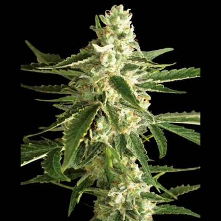 WHITE LABEL - WHITE DIESEL HAZE AUTO