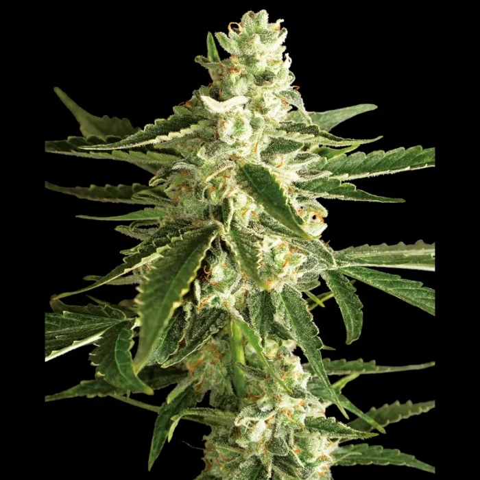 WHITE LABEL - WHITE DIESEL HAZE AUTO - immagine 1