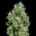 WHITE LABEL - WHITE GOLD FEM