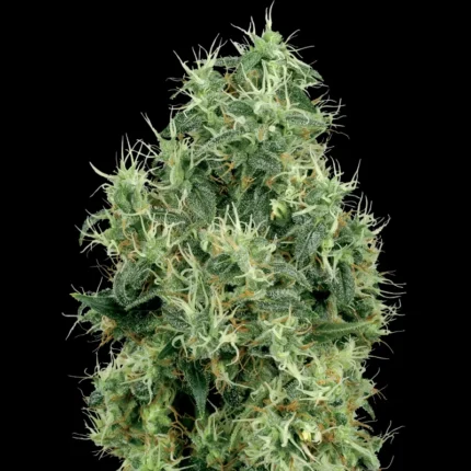 WHITE LABEL - WHITE GOLD FEM
