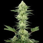 WHITE LABEL - WHITE GORILLA HAZE FEM