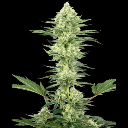 WHITE LABEL - WHITE GORILLA HAZE FEM