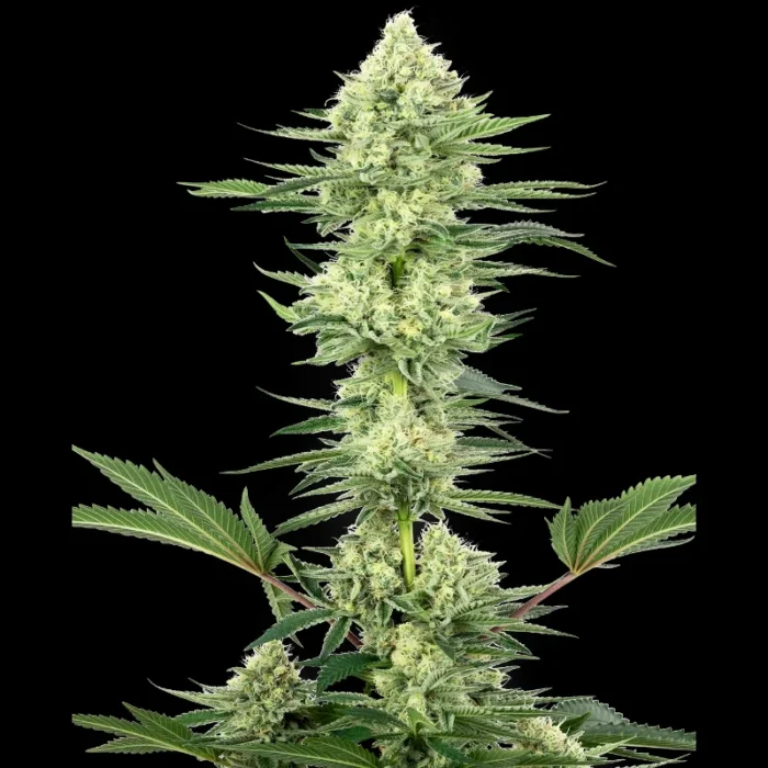WHITE LABEL - WHITE GORILLA HAZE FEM - immagine 1