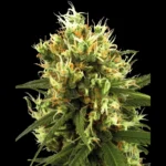 WHITE LABEL - WHITE HAZE AUTO