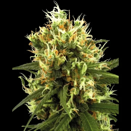 WHITE LABEL - WHITE HAZE AUTO